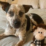 Carrie Brownstein Instagram - Banjo turns a year old today!! Or, his birthday might have been yesterday. Or possibly it’s July 3rd. This is the closest I’ve ever come to knowing the birthdate of a rescue dog. My older dog Cricket has a made-up birthday and she’s somewhere between the ages of 10 and 13, though she refuses to give me a straight answer. Respect. Either way, it’s Banjo’s birthday….week. So, some photos of him (and me, and his siblings, and Cricket, whose neck he likes to gnaw upon). Shout out to @pnwcattledogrescue for all you do. 🐶❤️