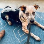 Carrie Brownstein Instagram - This is Banjo. I adopted him from the wonderful @pnwcattledogrescue. I’d describe him as a jock who loves to cuddle. He is very smart and athletic but also loves his naps and sitting atop the heating vent. He is covered in both chocolate chips and cookie dough. 🐶