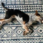 Carrie Brownstein Instagram - This is Banjo. I adopted him from the wonderful @pnwcattledogrescue. I’d describe him as a jock who loves to cuddle. He is very smart and athletic but also loves his naps and sitting atop the heating vent. He is covered in both chocolate chips and cookie dough. 🐶