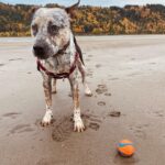 Carrie Brownstein Instagram – River walks in autumn with the dogs.