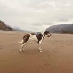 Carrie Brownstein Instagram – River walks in autumn with the dogs.