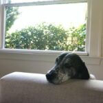 Carrie Brownstein Instagram – Back to the content I prefer.