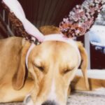 Casimere Jollette Instagram – Chanel farm