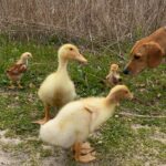 Casimere Jollette Instagram – Chanel farm