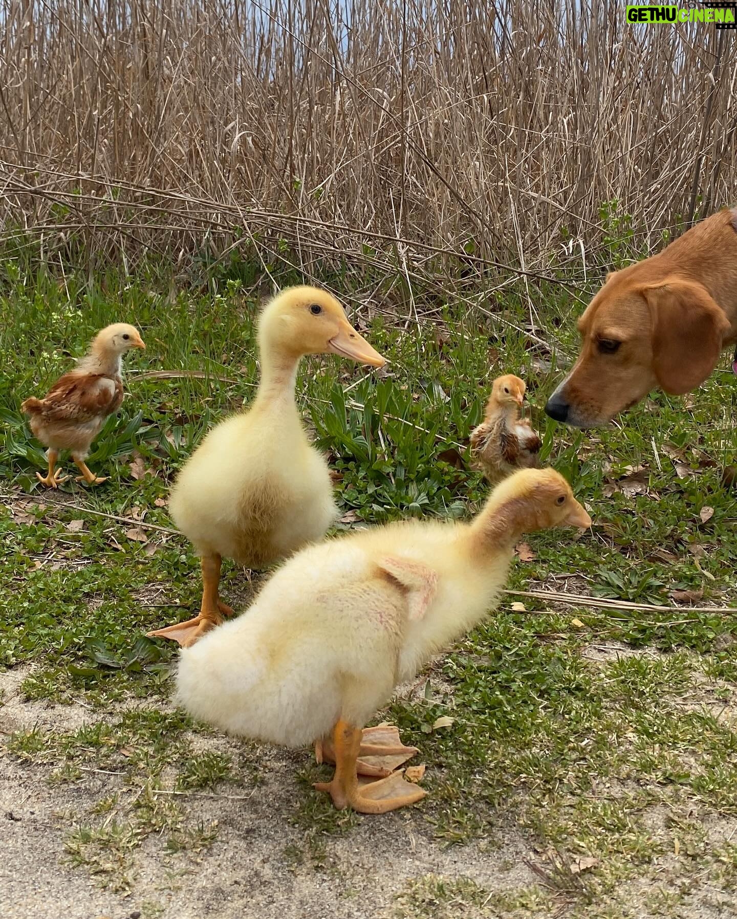 Casimere Jollette Instagram - Chanel farm