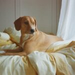 Casimere Jollette Instagram – film from this past week of bearing the cold ౨ৎ⋆ ˚ ❆｡⋆⁺₊❅.⋆ ˚｡⋆₍ᐢ. ༝ .ᐢ₎⋆ ˚｡⋆