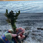 Cassady McClincy Instagram – ✈️⛴️🚗 to get to 🍁🌊🇨🇦🍄🏔️🍒🐚🐴🎄♥️