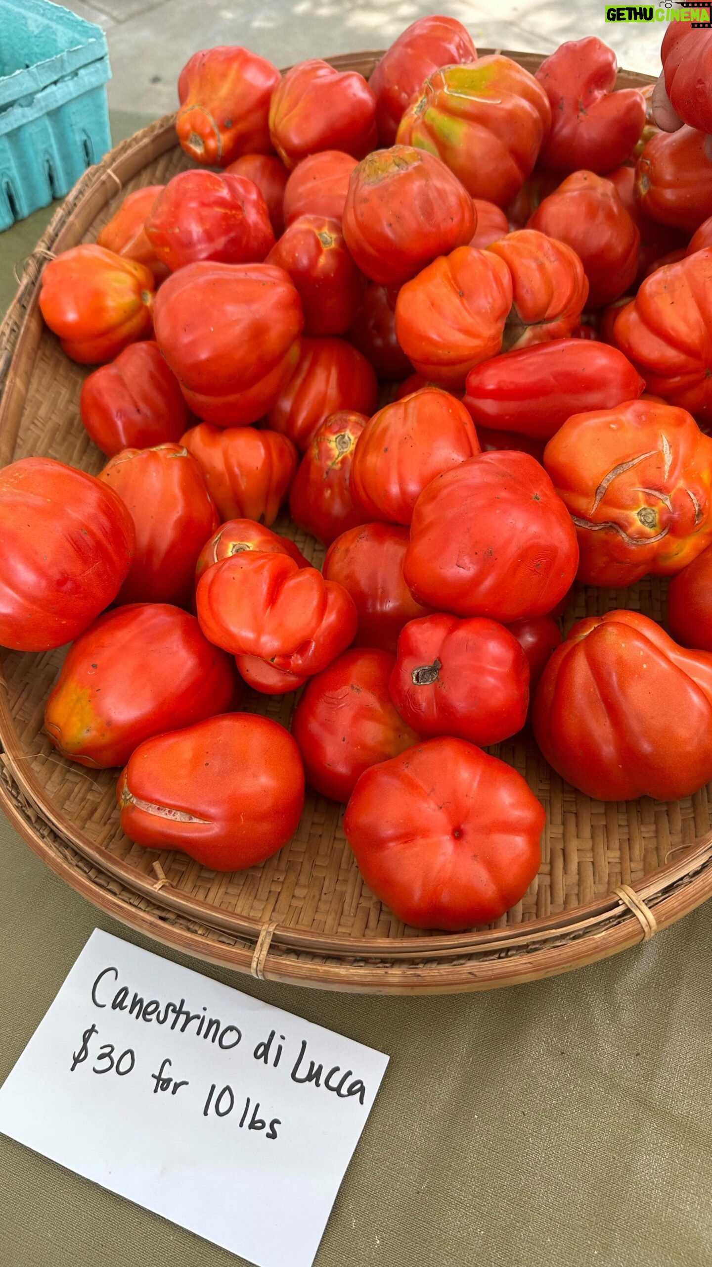 Cassie Yeung - 62.9K Likes - tomato marbles until itās tomato season