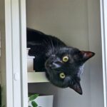 Catherine Francoeur Instagram - Photo dump de juillet 🫶🏻🩷 Pas vous mentir, j'adore ce genre de post simple avec mes photos préférées du mois ! 1. Le retour du soleil après une averse 2. Monsieur chat fou 🐈‍⬛ 3. Petit plaisir de voir une coccinelle dans ma cour 🐞 4. Coquinette chez Maison Lavande 5. Conciliation travail-famille "tournage pas de garderie encore" 👨‍👩‍👧 6. Food food food 🍝🍷 7. Passion brunch 🥞 8. Et que serait un photo dump d'été sans crème glacée ? 🙌🏻 9. L'un des nombreux orages qui ont ravagé notre cour arrière... Au revoir, parasol et plantes 🥲💔