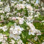 Catherine Francoeur Instagram - May photo dump 🌼💐🌸 Des fleurs, des beaux moments en famille, un chat complètement fou, de la bouffe et un bébé énergique 🤍🫶🏻