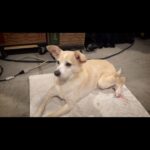 Catherine Sutherland Instagram - #sneakpeekmonday Tune in this Wednesday, April 17 for an all new adventure with Cat and Nakia on our YouTube channel Power Rangers Playback! www.youtube.com/powerrangersplayback. #theadventuresofcatandnakia #powerrangersplayback #superchatpodcast #superchat #spreadjoy #powerrangers #superchatwithcatandnakia #mmpr #zeo #turbo #pinkranger #catherinesutherlandiaburrise #girlpower #liftupothers #laugh #love #instagood #joyrevolution #friendship #catandnakia #encourage #empower #inspire #pinkranger #yellowranger #nakiaandcat #youtubechannel