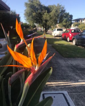 Celia Ireland Instagram - ‘Bird Of Paradise’ on my morning walk. Enjoy your day, wherever you are, I hope you can find a bit sun and some peace xx