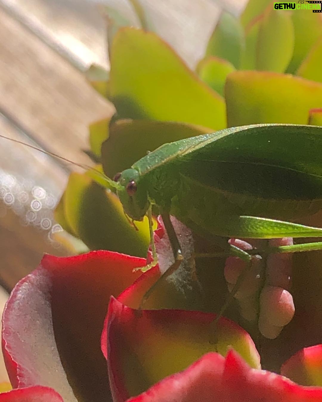 Celia Ireland - 1K Likes - This dear little grasshopper sat with me this morning for quite a long time, so beautiful, so tiny but such a unique force, stopped me in my tracks. Love to all, hope you can find time to be stopped āin your tracksā xxx