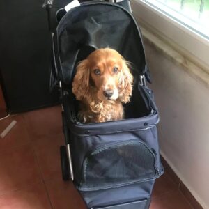 Cemre Melis Çınar Instagram - Meliscim canım nerelerdesin? 
Sizin için süpriz bir son hazırladım:)