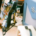 Cent Chihiro Chittiii Instagram - 小鳥さんが撮ってくれた相棒ハク🐈 @kotori_kawashima