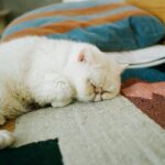 Cent Chihiro Chittiii Instagram - 世界猫の日なので 就寝中の私の相棒坊ちゃんを