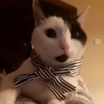Ceren Taşçı Instagram - Benim küçük sevgilim,siyah beyaz prensim,pembe burunlum,büyücüm gitti…O ilanı görüp sana aşık olmuşum iyi ki!Ailemizin en hassas,en narin,en melek bebeğiydin.Benan’ı favori insanın seçmiştin ve onu hepimizden başka sevmiştin.Öyle güzel sevdin ki bizi hayatta herhangi birşeyle karşılaştırılamaz bu sevgi.Hiçbir insanın bana veremeyeceği bir güven,sevgi,şefkat ve nice öğretiler kattın hayatıma.Şimdi sen yoksun dünya daha da bombok bir yer olacak.Yokluğuna alışmak zor.Gözlerimi kapatıyorum ve seni hayal ediyorum.Toprağına kar yağıyor şimdi,bembeyaz tüylerin toprağa karışıyor,başındaki ağaçla bütünleşiceksin ve kim bilir bir gün bir yerlerde tekrar karşılaşacağız.Hep o zarif ve bilge halinle kalbimde olacaksın,Seni seviyorum Korsan🖤