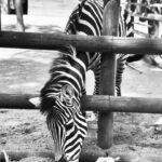 Ceren Taşçı Instagram – İnsanoğlu zebra misali