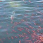 Cevahir Turan Instagram - Endülüs tatili planlayanlar için, Seville’ye bir gün yetmez. Mutlaka iki gününüzü ayırın. Çok güzel, kültür ve tarih kokan bir şehir. Ayrıca İspanyol kızlarına bayıldım. Çok güzellermiş 🥰 Şansımıza Feria karnavalına denk geldik bilmeden. Endülüs’ün meşhur kostüm ve kültür karnavalı. Sokaklarda herkes Flamenco kıyafetleriyle, kadınlar çok şık, erkekler de takım elbiseyle gece 12’yi karnavalın açılışını bekliyorlardı. Bütün hafta Sevilla Flamenco karnaval havasında olacak ☺️ Daha önce burada Araplar yaşadığı için de her bir köşesinde Arap mimarisini de görmek mümkün. ☺️ #sevilla #spain🇪🇸