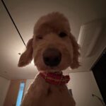 Cha Hee Instagram - 강아지도 아침에 얼굴 부음..