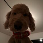 Cha Hee Instagram - 강아지도 아침에 얼굴 부음..
