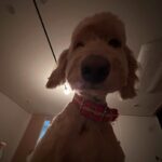Cha Hee Instagram - 강아지도 아침에 얼굴 부음..