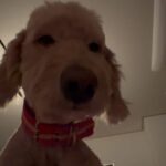 Cha Hee Instagram - 강아지도 아침에 얼굴 부음..