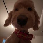 Cha Hee Instagram - 강아지도 아침에 얼굴 부음..