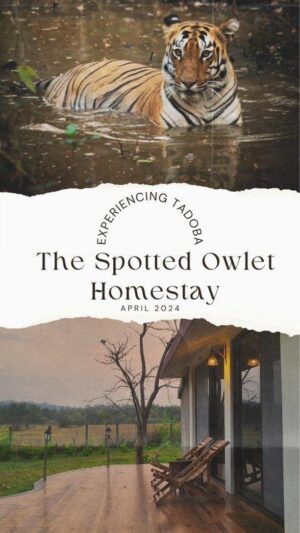 Chandrayee Ghosh Instagram - I spotted The Spotted Owlet homestay in a Condenast Traveller article and really liked the concept of the eco-friendly jungle retreat. I always prefer staying in unique homestays than the regular hotels and resorts and this one looked perfect for our trip to Tadoba.

We booked a package that included everything - pick-up and drop from and to Nagpur airport, accomodation at one of the cottages, food and the safaris. Avantika made sure that all we needed to do was just show up! 

What a fabulous time we spent at The Spotted Owlet! Got some incredible sightings, ate delicious food, relaxed and quite literally, experienced the jungle at our doorstep. Thank you @avantika_23 and everyone at The Spotted Owlet - Guddu, Shahid, Shital, Saurav for making our holiday a truly memorable one. Can't wait to come back! 

#tadoba #tadobanationalpark #tadobaandharitigerreserve #homestay #homestaysintadoba #thespottedowlethomestay
#poutprettytravels #poutpretty #chandreyeeghosh #tadobaforest