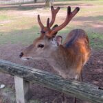 Chanidapa Pongsilpipat Instagram - ภาพที่มีเสียง 🦌~ เลื่อนรูปถัดไป #narapark #naradeer #naradeerpark #nara #japan #ChaniInAsia #FlatFF0634 #gucci