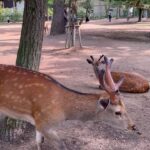 Chanidapa Pongsilpipat Instagram - ภาพที่มีเสียง 🦌~ เลื่อนรูปถัดไป #narapark #naradeer #naradeerpark #nara #japan #ChaniInAsia #FlatFF0634 #gucci