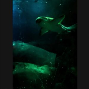 Charlie Vincent Instagram - Yes guys, I really 😱😰😅 saw one of this beautiful, dumb, (that's right : the killers whales neutralize sharks in one sec : very outstanding and intelligent technical by the way : they flip them on their back. The effect : immediate : sharks are totally paralysed. 😱💡🤔 Total crazy in love about the technical for neutralize. 😂😂 Too much stylish. 🤷‍♀️😏😍😂), and scary (depend 🤷‍♀️😏) creature of seas and oceans...
.
Nature is as feroce than magnificent.
Like the human being, you want to tell me?
.
Frankly, not so sure... 😅🤦‍♀️🤷‍♀️😅🤦‍♀️🤷‍♀️
.
And by the way : I hate animals.
By the way 2 : obviously, it's wrong.
By the way 3 : I could pretend to like them in publishing some pics' about them in fact... That's a fact in fact... 🤔😅🤔🤔🤔
.
#author #series #based #truestory #autiography #distopia