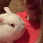 Charlotte Le Bon Instagram – CHEYENNE & LOLA commence DEMAIN à 20h40 sur @ocstv et on en a bien bavé pour faire la meilleure série possible, à base de folles rencontres, bien sûr, mais aussi de décoloration, d’éruption cutanée, de fatigue, de brushings, de faux sang, de vraies ecchymoses, de traversées nocturnes de la mer du Nord (angoisse), de froid et de lapins mignons. 

J’espère de tout coeur que ça vous plaira 🖤

@cheyenne_et_lola 
@lincolnprodtv