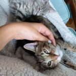 Charlotte McKee Instagram – To know you was to love you. Rest in peace baby Spade. 💔 God/the Universe can seem so cruel sometimes.