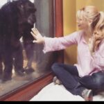 Charlotte Ross Instagram – Such an honor to receive the Animal Advocate of the Year Award from the Humane Society of the United States for my (and many amazing others!) lobbying on Capital Hill to pass the Great Ape Protection and Cost Savings to finally end all medical testing on chimpanzees and let them retire and live out their days free to roam as opposed to languishing in their small cages. As I’m sure you know, chimpanzees are extraordinary and we were the last industrialized nation to realize that it’s inhumane to test on them. 🐒 #tbt  #throwbackthursday  Please, consider donating to @chimphaven where many get to live after captivity ❤️