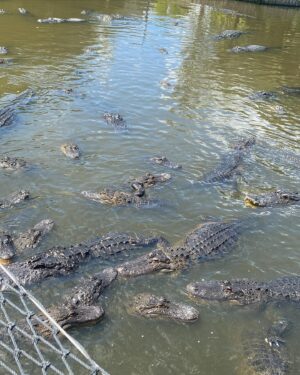 Chelsea Cook Instagram - Hi my name is chad. I’m 26. I enjoy fishing, hunting, and having a brewski (or two 😜) with my boys. I’m looking for someone good in the kitchen and who could fix up something good for game day. 
•
I miss gator land. So many gators. What do you call an alligator that is always stirring up trouble?
An instigator.
#gatorland #gatorlandorlando