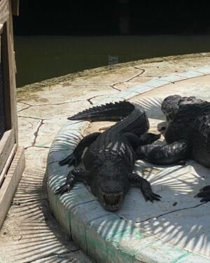 Chelsea Cook Instagram - Hi my name is chad. I’m 26. I enjoy fishing, hunting, and having a brewski (or two 😜) with my boys. I’m looking for someone good in the kitchen and who could fix up something good for game day. 
•
I miss gator land. So many gators. What do you call an alligator that is always stirring up trouble?
An instigator.
#gatorland #gatorlandorlando