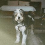 Chelsea Cutler Instagram - The Beauty Is Everywhere Tour on film
