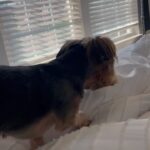 Cheryl 'Coko' Gamble Instagram - OMG!!!! Sir Bronx decided to piss on @jayyemichael bed. 🤦🏽‍♀️ He stays on punishment 🥴 Him & Jayye do not get along. #yorkie #baddog