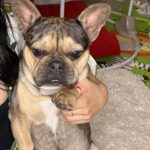 Cheyanne Buys Instagram - We had a quiet birthday party this year for my 3 year old. I can’t tell if he’s over it or loves it. Either way we love you Apollo 🫶🏼 the funniest most loyal dog I’ve ever had. To many more years 🎉