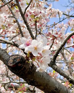 Chiaki Sato Instagram - 今年の桜たち🌸
そろそろ見納めかな。