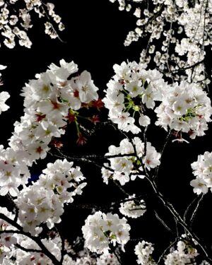Chiaki Sato Instagram - 今年の桜たち🌸
そろそろ見納めかな。