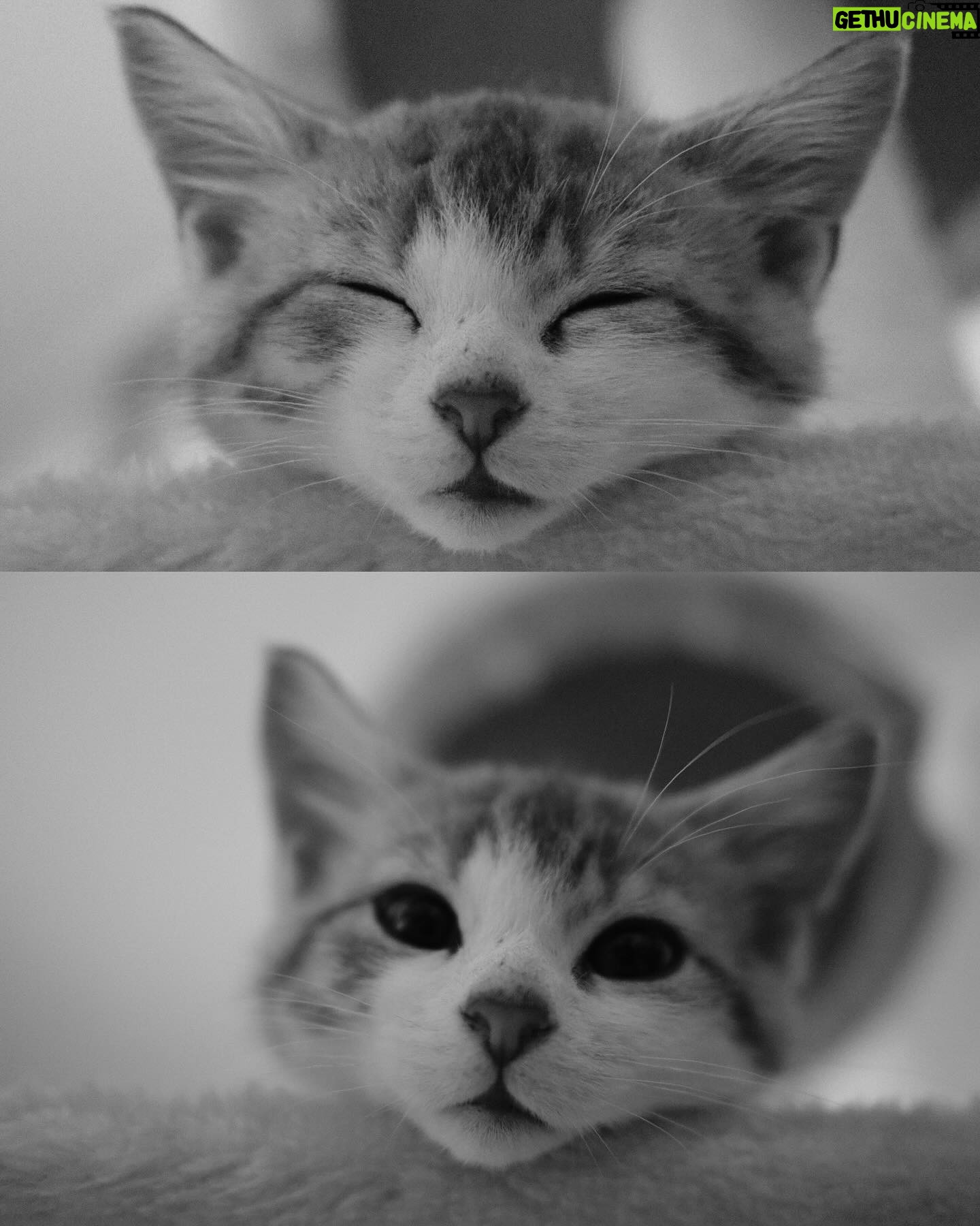 Chloé Hayden Instagram - Two months with our surprise wedding rescue kittens 🐱 The four raggedy, terrified, feral little kittens we found under a shed on our wedding day have grown into the most loving, lively, sweet little darlings in the world; Woolbrook (named after our venue) thinks he’s part dog, part human; he only eats with the dogs, wags his tail, follows his big dog brother around like a shadow, will sit on your shoulder and watch intensely if the telly is on, has a personal vengeance against house plants and absolutely must start and finish every day by cuddling you with both paws wrapped around your neck; Freja (named after the Nordic Goddess of Love; and also, a tradition in which the bride is given a cat on her wedding day!) is becoming more and more confident every day, and absolutely loves a snuggle, trying to beat her personal best of fanging it from one end of the house to the other, and is teaching her big sister Beatrix (who was previously our only cat, and has quite severe PTSD from an accident that left her with 3 legs before we adopted her) that other cats aren’t so bad; Beatrix will now even let Freja nap on her bed with her and share her food 🥺 (Mama and Papa took the other two kittens, who are also thriving now and, after having found them at our Disney themed wedding, have been rightfully named Lilo and Stitch) Our home is a riot of lil paws everywhere and my heart is so so so full