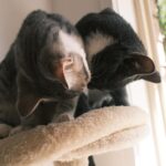 Chloé Hayden Instagram - Two months with our surprise wedding rescue kittens 🐱 The four raggedy, terrified, feral little kittens we found under a shed on our wedding day have grown into the most loving, lively, sweet little darlings in the world; Woolbrook (named after our venue) thinks he’s part dog, part human; he only eats with the dogs, wags his tail, follows his big dog brother around like a shadow, will sit on your shoulder and watch intensely if the telly is on, has a personal vengeance against house plants and absolutely must start and finish every day by cuddling you with both paws wrapped around your neck; Freja (named after the Nordic Goddess of Love; and also, a tradition in which the bride is given a cat on her wedding day!) is becoming more and more confident every day, and absolutely loves a snuggle, trying to beat her personal best of fanging it from one end of the house to the other, and is teaching her big sister Beatrix (who was previously our only cat, and has quite severe PTSD from an accident that left her with 3 legs before we adopted her) that other cats aren’t so bad; Beatrix will now even let Freja nap on her bed with her and share her food 🥺 (Mama and Papa took the other two kittens, who are also thriving now and, after having found them at our Disney themed wedding, have been rightfully named Lilo and Stitch) Our home is a riot of lil paws everywhere and my heart is so so so full