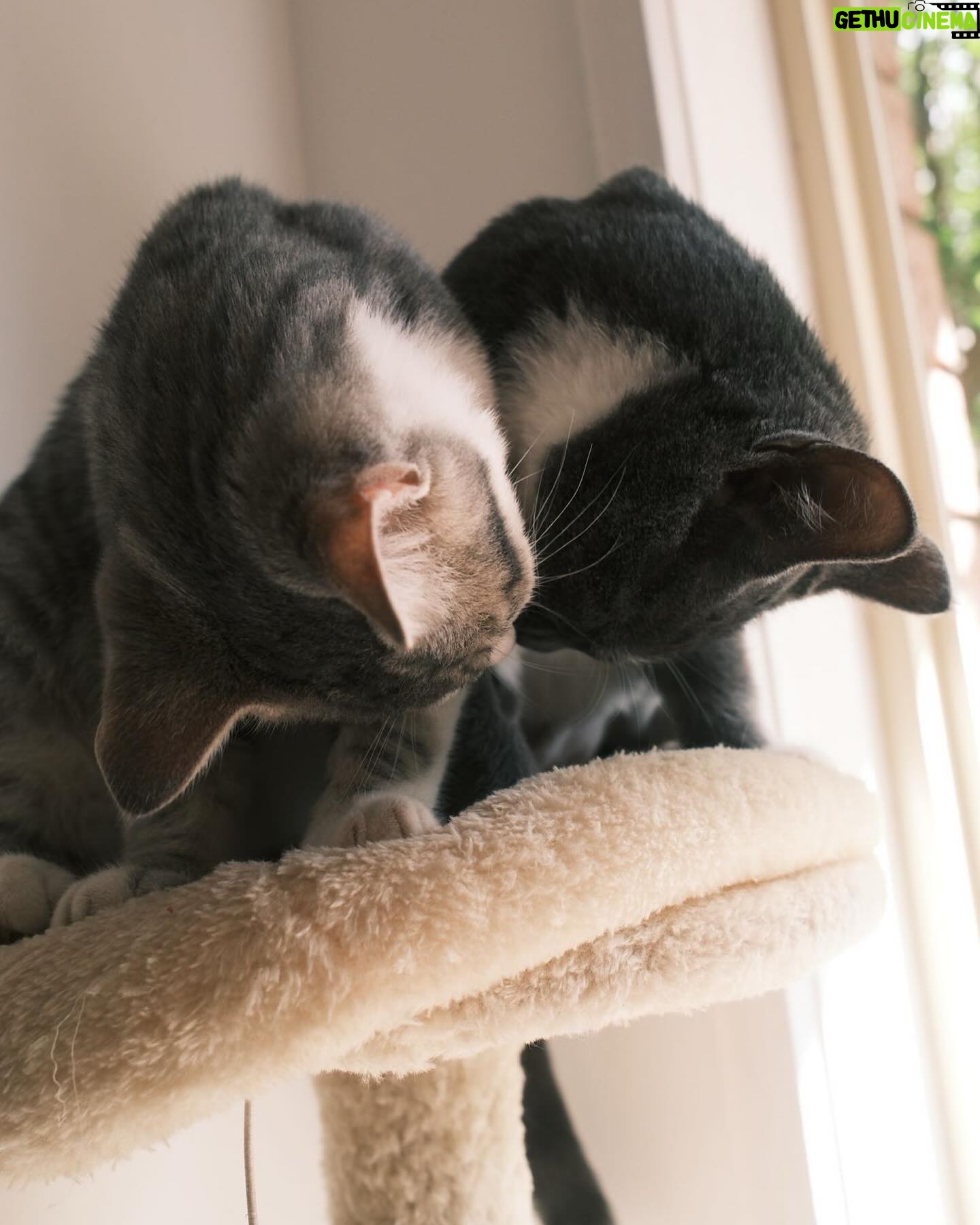 Chloé Hayden Instagram - Two months with our surprise wedding rescue kittens 🐱 The four raggedy, terrified, feral little kittens we found under a shed on our wedding day have grown into the most loving, lively, sweet little darlings in the world; Woolbrook (named after our venue) thinks he’s part dog, part human; he only eats with the dogs, wags his tail, follows his big dog brother around like a shadow, will sit on your shoulder and watch intensely if the telly is on, has a personal vengeance against house plants and absolutely must start and finish every day by cuddling you with both paws wrapped around your neck; Freja (named after the Nordic Goddess of Love; and also, a tradition in which the bride is given a cat on her wedding day!) is becoming more and more confident every day, and absolutely loves a snuggle, trying to beat her personal best of fanging it from one end of the house to the other, and is teaching her big sister Beatrix (who was previously our only cat, and has quite severe PTSD from an accident that left her with 3 legs before we adopted her) that other cats aren’t so bad; Beatrix will now even let Freja nap on her bed with her and share her food 🥺 (Mama and Papa took the other two kittens, who are also thriving now and, after having found them at our Disney themed wedding, have been rightfully named Lilo and Stitch) Our home is a riot of lil paws everywhere and my heart is so so so full