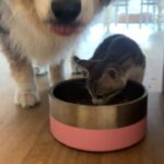Chloé Hayden Instagram - Two months with our surprise wedding rescue kittens 🐱 The four raggedy, terrified, feral little kittens we found under a shed on our wedding day have grown into the most loving, lively, sweet little darlings in the world; Woolbrook (named after our venue) thinks he’s part dog, part human; he only eats with the dogs, wags his tail, follows his big dog brother around like a shadow, will sit on your shoulder and watch intensely if the telly is on, has a personal vengeance against house plants and absolutely must start and finish every day by cuddling you with both paws wrapped around your neck; Freja (named after the Nordic Goddess of Love; and also, a tradition in which the bride is given a cat on her wedding day!) is becoming more and more confident every day, and absolutely loves a snuggle, trying to beat her personal best of fanging it from one end of the house to the other, and is teaching her big sister Beatrix (who was previously our only cat, and has quite severe PTSD from an accident that left her with 3 legs before we adopted her) that other cats aren’t so bad; Beatrix will now even let Freja nap on her bed with her and share her food 🥺 (Mama and Papa took the other two kittens, who are also thriving now and, after having found them at our Disney themed wedding, have been rightfully named Lilo and Stitch) Our home is a riot of lil paws everywhere and my heart is so so so full