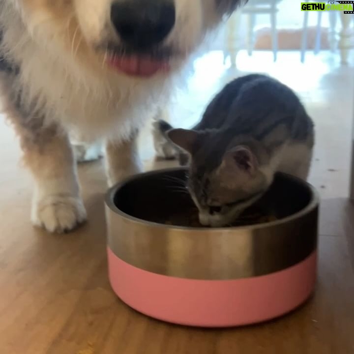 Chloé Hayden Instagram - Two months with our surprise wedding rescue kittens 🐱 The four raggedy, terrified, feral little kittens we found under a shed on our wedding day have grown into the most loving, lively, sweet little darlings in the world; Woolbrook (named after our venue) thinks he’s part dog, part human; he only eats with the dogs, wags his tail, follows his big dog brother around like a shadow, will sit on your shoulder and watch intensely if the telly is on, has a personal vengeance against house plants and absolutely must start and finish every day by cuddling you with both paws wrapped around your neck; Freja (named after the Nordic Goddess of Love; and also, a tradition in which the bride is given a cat on her wedding day!) is becoming more and more confident every day, and absolutely loves a snuggle, trying to beat her personal best of fanging it from one end of the house to the other, and is teaching her big sister Beatrix (who was previously our only cat, and has quite severe PTSD from an accident that left her with 3 legs before we adopted her) that other cats aren’t so bad; Beatrix will now even let Freja nap on her bed with her and share her food 🥺 (Mama and Papa took the other two kittens, who are also thriving now and, after having found them at our Disney themed wedding, have been rightfully named Lilo and Stitch) Our home is a riot of lil paws everywhere and my heart is so so so full