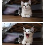 Chloé Hayden Instagram - Two months with our surprise wedding rescue kittens 🐱 The four raggedy, terrified, feral little kittens we found under a shed on our wedding day have grown into the most loving, lively, sweet little darlings in the world; Woolbrook (named after our venue) thinks he’s part dog, part human; he only eats with the dogs, wags his tail, follows his big dog brother around like a shadow, will sit on your shoulder and watch intensely if the telly is on, has a personal vengeance against house plants and absolutely must start and finish every day by cuddling you with both paws wrapped around your neck; Freja (named after the Nordic Goddess of Love; and also, a tradition in which the bride is given a cat on her wedding day!) is becoming more and more confident every day, and absolutely loves a snuggle, trying to beat her personal best of fanging it from one end of the house to the other, and is teaching her big sister Beatrix (who was previously our only cat, and has quite severe PTSD from an accident that left her with 3 legs before we adopted her) that other cats aren’t so bad; Beatrix will now even let Freja nap on her bed with her and share her food 🥺 (Mama and Papa took the other two kittens, who are also thriving now and, after having found them at our Disney themed wedding, have been rightfully named Lilo and Stitch) Our home is a riot of lil paws everywhere and my heart is so so so full