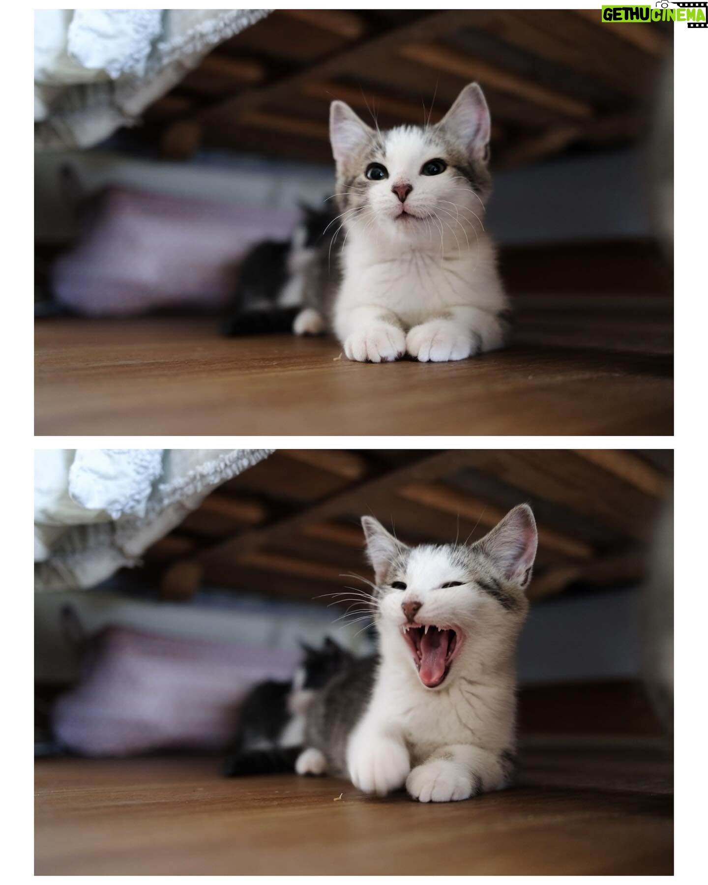 Chloé Hayden Instagram - Two months with our surprise wedding rescue kittens 🐱 The four raggedy, terrified, feral little kittens we found under a shed on our wedding day have grown into the most loving, lively, sweet little darlings in the world; Woolbrook (named after our venue) thinks he’s part dog, part human; he only eats with the dogs, wags his tail, follows his big dog brother around like a shadow, will sit on your shoulder and watch intensely if the telly is on, has a personal vengeance against house plants and absolutely must start and finish every day by cuddling you with both paws wrapped around your neck; Freja (named after the Nordic Goddess of Love; and also, a tradition in which the bride is given a cat on her wedding day!) is becoming more and more confident every day, and absolutely loves a snuggle, trying to beat her personal best of fanging it from one end of the house to the other, and is teaching her big sister Beatrix (who was previously our only cat, and has quite severe PTSD from an accident that left her with 3 legs before we adopted her) that other cats aren’t so bad; Beatrix will now even let Freja nap on her bed with her and share her food 🥺 (Mama and Papa took the other two kittens, who are also thriving now and, after having found them at our Disney themed wedding, have been rightfully named Lilo and Stitch) Our home is a riot of lil paws everywhere and my heart is so so so full