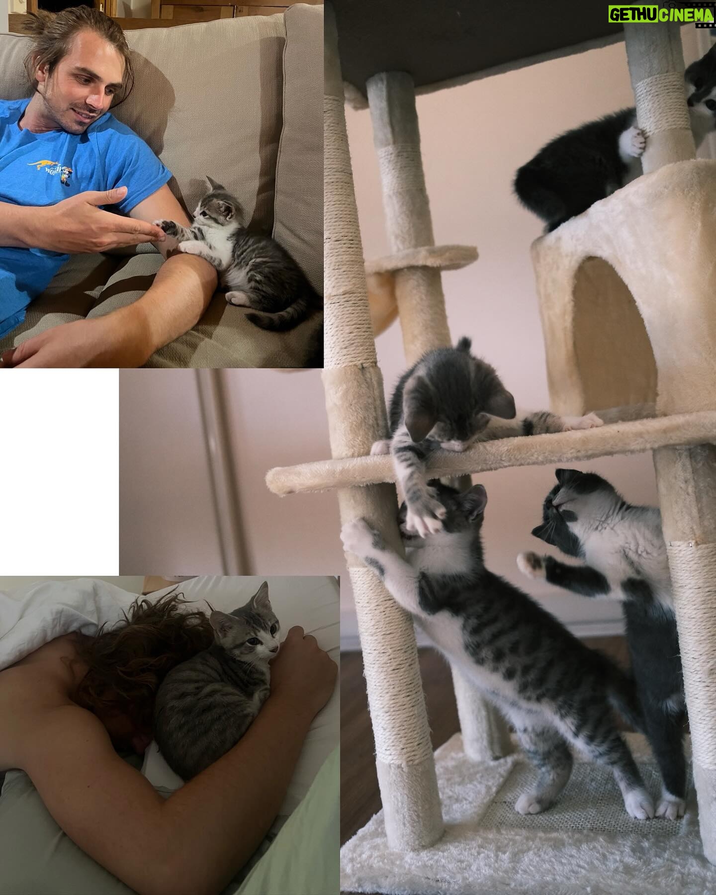 Chloé Hayden Instagram - Two months with our surprise wedding rescue kittens 🐱 The four raggedy, terrified, feral little kittens we found under a shed on our wedding day have grown into the most loving, lively, sweet little darlings in the world; Woolbrook (named after our venue) thinks he’s part dog, part human; he only eats with the dogs, wags his tail, follows his big dog brother around like a shadow, will sit on your shoulder and watch intensely if the telly is on, has a personal vengeance against house plants and absolutely must start and finish every day by cuddling you with both paws wrapped around your neck; Freja (named after the Nordic Goddess of Love; and also, a tradition in which the bride is given a cat on her wedding day!) is becoming more and more confident every day, and absolutely loves a snuggle, trying to beat her personal best of fanging it from one end of the house to the other, and is teaching her big sister Beatrix (who was previously our only cat, and has quite severe PTSD from an accident that left her with 3 legs before we adopted her) that other cats aren’t so bad; Beatrix will now even let Freja nap on her bed with her and share her food 🥺 (Mama and Papa took the other two kittens, who are also thriving now and, after having found them at our Disney themed wedding, have been rightfully named Lilo and Stitch) Our home is a riot of lil paws everywhere and my heart is so so so full